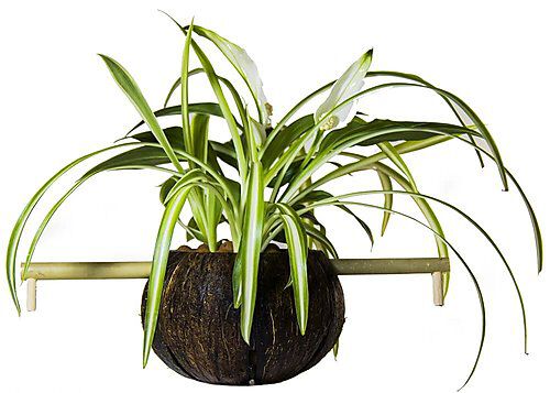 CocoPlant - Filtration Naturelle CocoGarden sans Pompe pour Aquarium Image num&eacute;ro 3