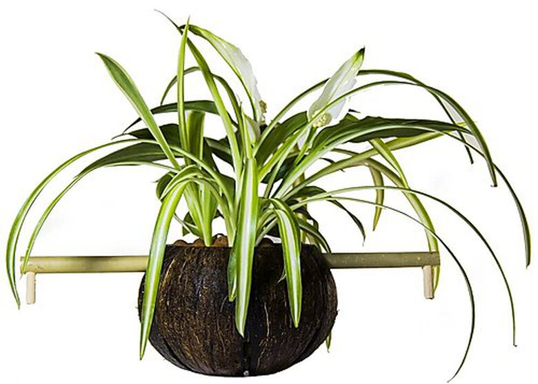CocoPlant - Filtration Naturelle CocoGarden sans Pompe pour Aquarium Image numéro 3 CocoPlant - Filtration Naturelle CocoGarden sans Pompe pour Aquarium Image numéro 3