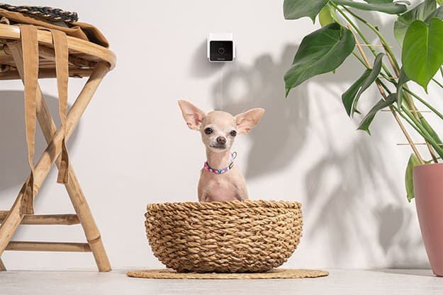 Petcube - Petcube Pet Cam pour Chiens et Chats - x1 Image num&eacute;ro 4