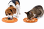 Leeby - Tapis &agrave; L&eacute;cher Fleurs pour Chiens - Orange Indicateur image num&eacute;ro 2