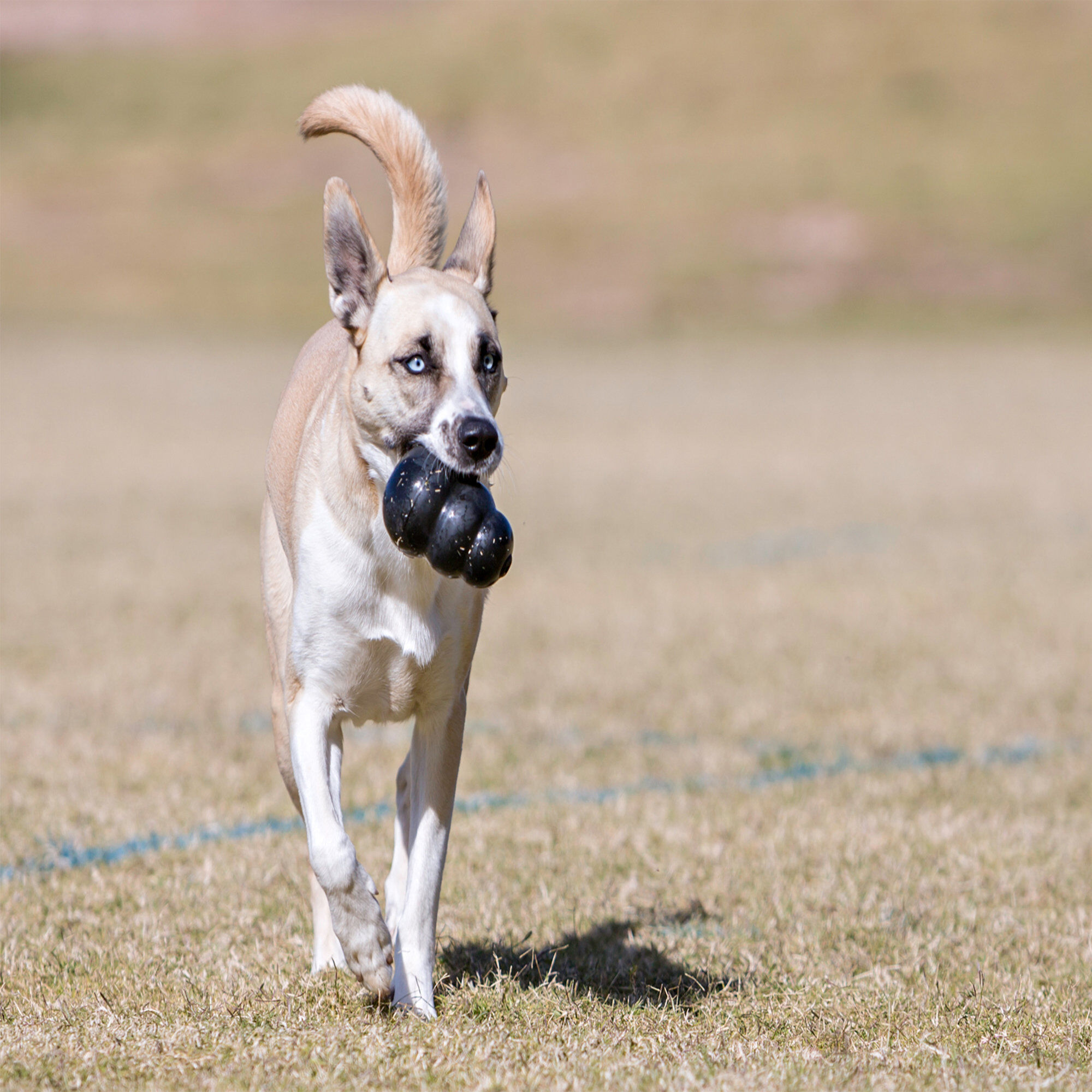 KONG - Jouet Extreme pour Chien - XL Image num&eacute;ro 5