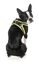 FuzzYard - Harnais Coachella pour Chien - S Indicateur image num&eacute;ro 4
