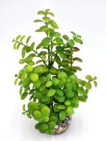Labeo - Plante de Décoration Arbre Lentille pour Aquarium - GM