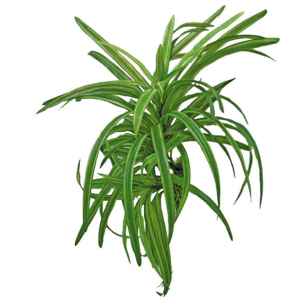 Amtra - D&eacute;coration Plante Replica Dracena - 25cm Image num&eacute;ro 1