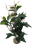Labeo - Plante Verte Assortie Décorative pour Terrarium Indicateur image numéro 1