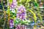 Pontec - Plante Artificielle PondoHyacinth Fleurie pour Bassin - 15cm Indicateur image num&eacute;ro 4