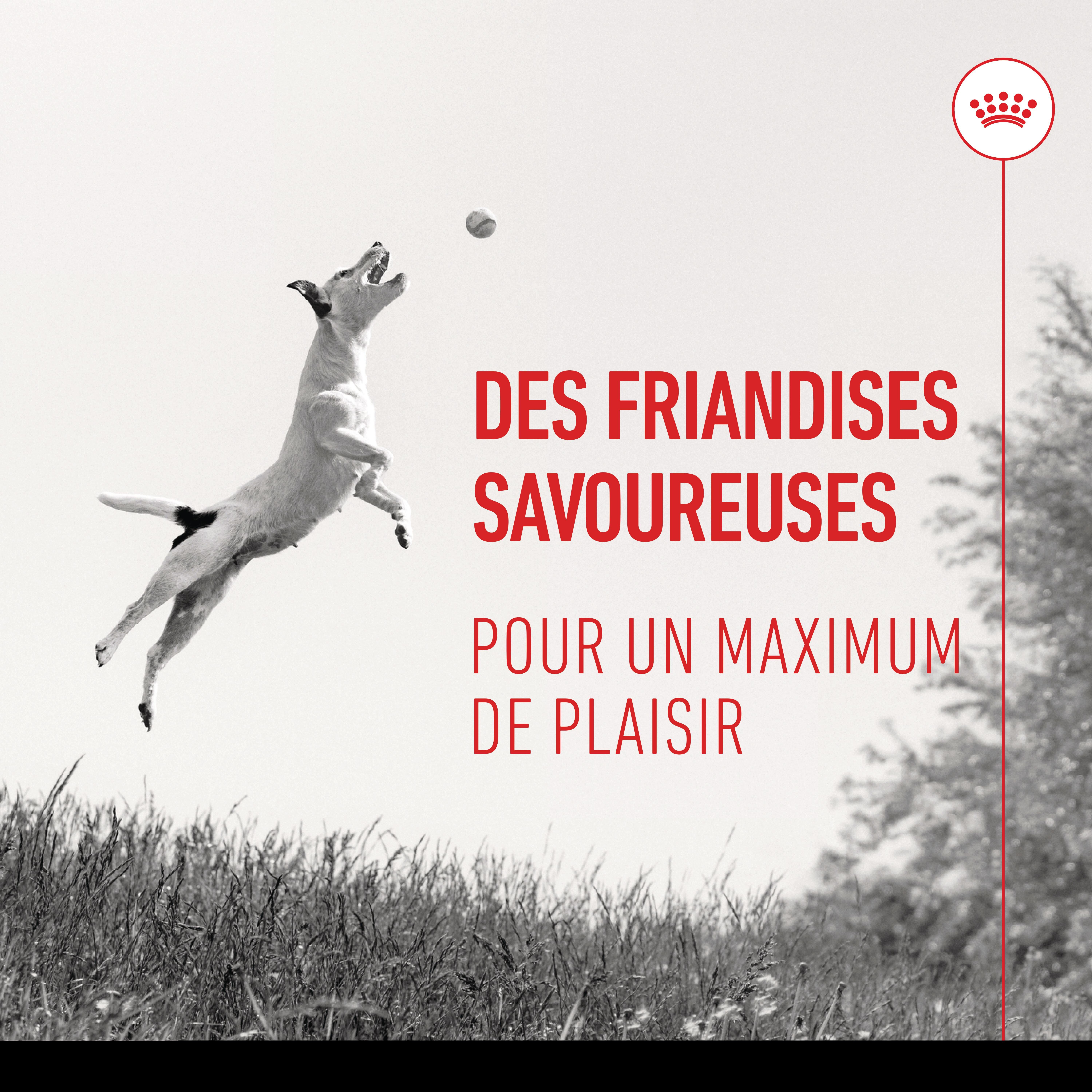 Royal Canin - Training Treats Friandises d'Education pour Chiots et Chiens Adultes - 110g Image num&eacute;ro 7