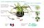 CocoPlant - Filtration Naturelle CocoGarden sans Pompe pour Aquarium Indicateur image numéro 5