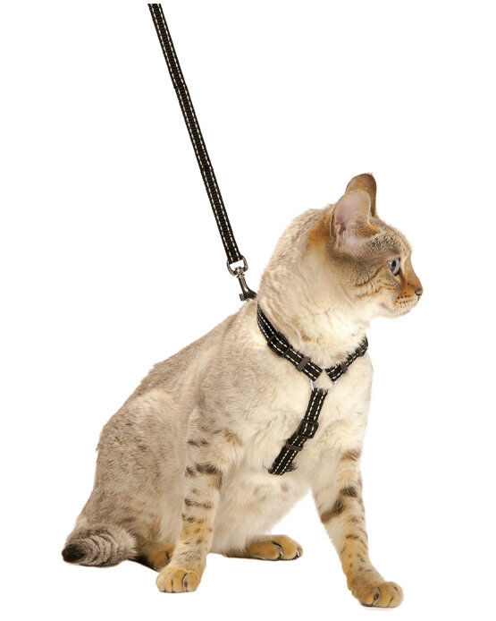 Bobby - Kit Harnais + Laisse SAFE pour Chat - Noir Image num&eacute;ro 1