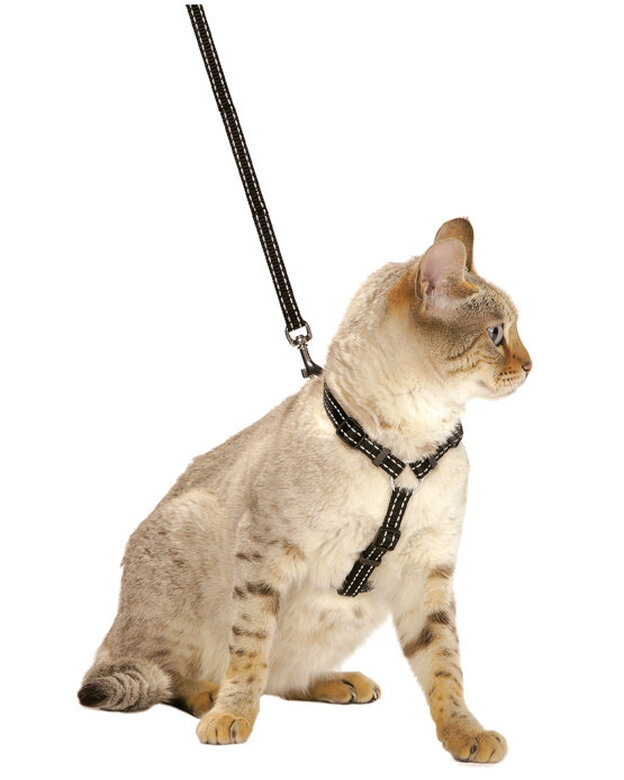 Bobby - Kit Harnais + Laisse SAFE pour Chat - Noir Image numéro 1 Bobby - Kit Harnais + Laisse SAFE pour Chat - Noir Image numéro 1