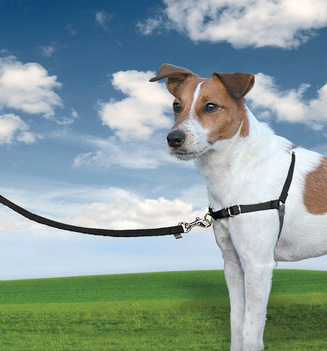 PetSafe - Harnais Easy Walk pour Chien Noir - S Image num&eacute;ro 1
