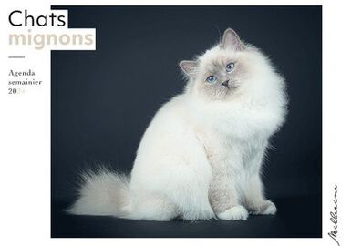 Agenda semainier 2024 - Chats mignons
