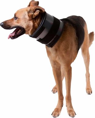 KVP - Minerve Bite Free Cervical Pour Chien