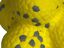 Tootoy! - Balle Flottante Jaune Indicateur image numéro 2