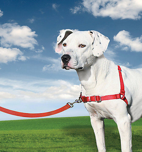 Easy walk professional on sale