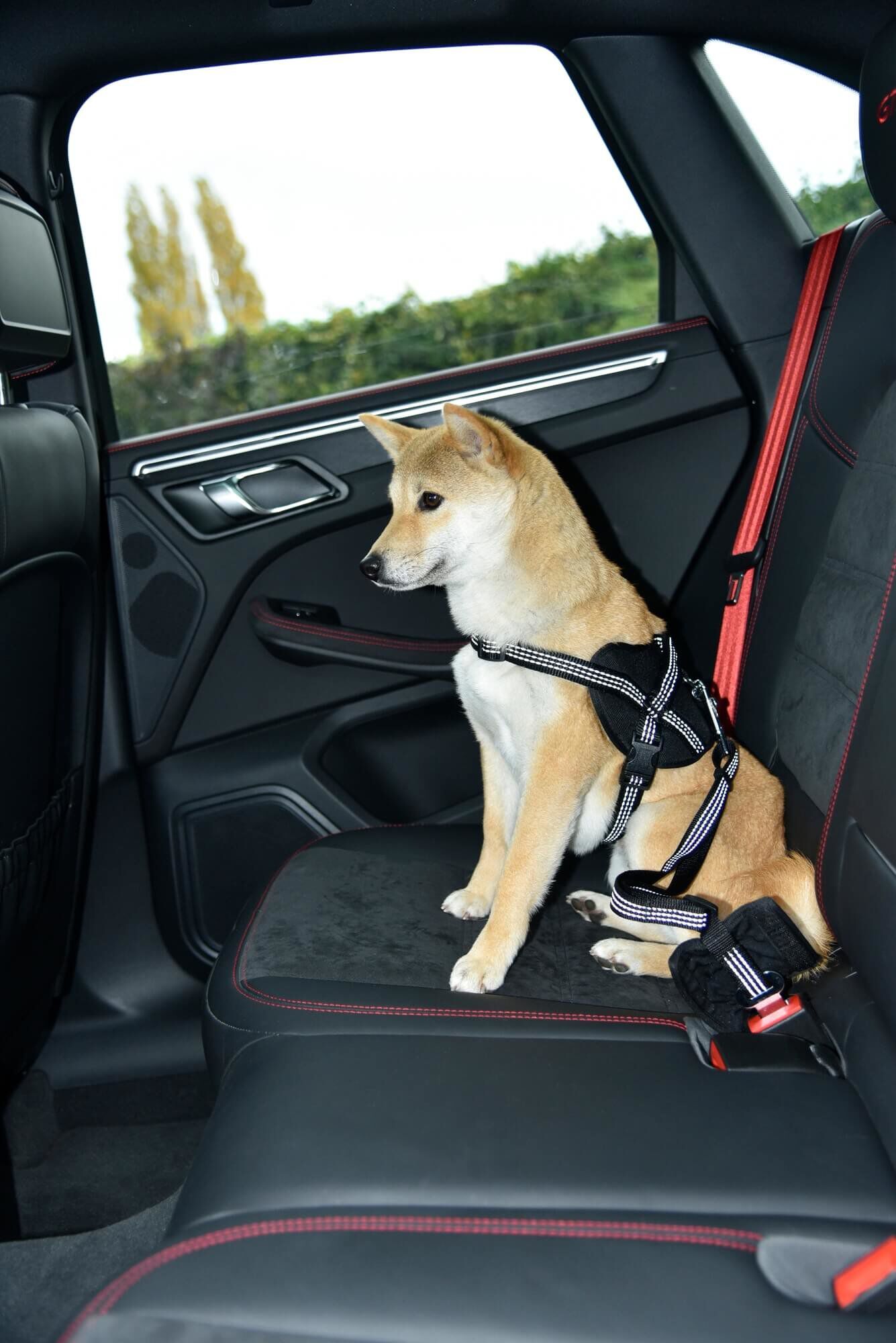 Bobby - Laisse avec Attache S&eacute;curit&eacute; Voiture Fuchsia pour Chien Image num&eacute;ro 5
