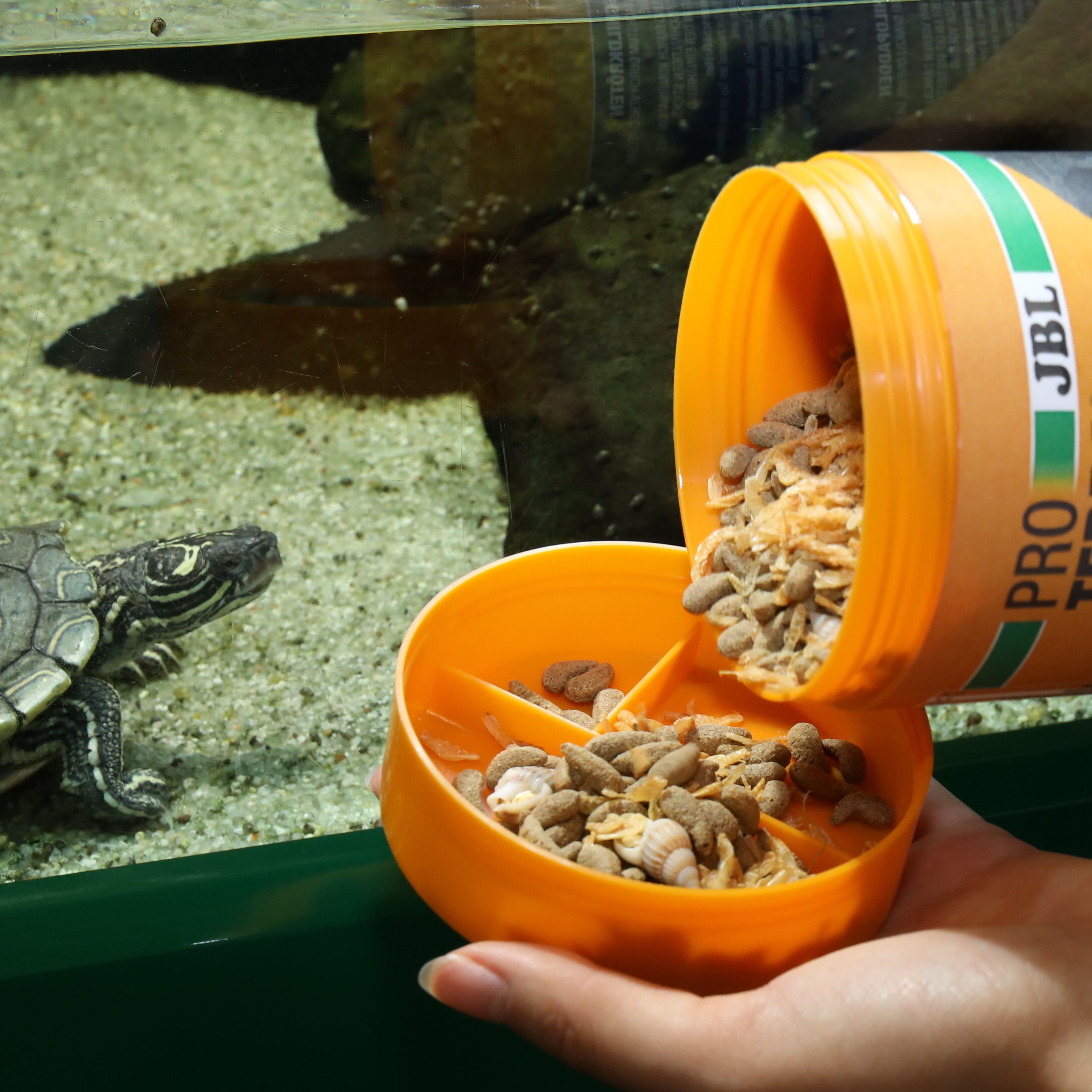 JBL - Friandises Proterra Molluscus pour Tortues d'Eau et Cistudes - 250ml Image num&eacute;ro 4