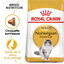 Royal Canin - Croquettes Norwegian Adult pour Chat - 2Kg Indicateur image numéro 1