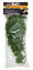 Zoomed - Plante Congo Ivy pour Terrarium Indicateur image numéro 1