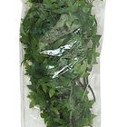 Zoomed - Plante Congo Ivy pour Terrarium image number null