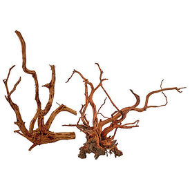 Amtra - Racine Bois Red Spider King - L