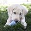 KONG - Jouet Puppy pour Chiot - M Indicateur image numéro 3