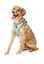 Fuzzyard - Harnais Summer Punch pour Chien - XL Indicateur image numéro 5