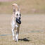 KONG - Jouet Extreme pour Chien - XL Indicateur image numéro 5