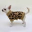 Gotoo - Pull Motif L&eacute;opard pour Chiens - 20cm Indicateur image num&eacute;ro 5