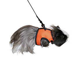Kerbl - Harnais + Laisse de Sport pour Cochon d'inde - 120cm