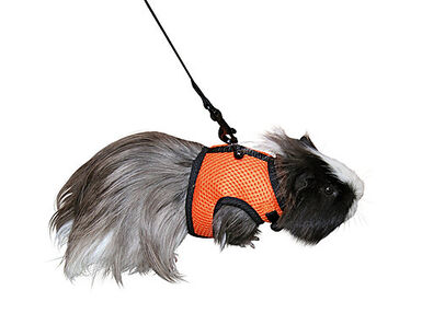 Kerbl - Harnais + Laisse de Sport pour Cochon d'inde - 120cm