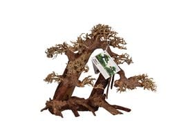 Aquavie - Décoration Bonsaï Nature pour Aquarium - XXL