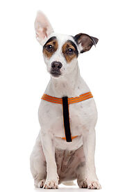 Gotoo - Harnais Essentials en Nylon Premium Orange pour Chien