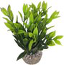 Labeo - Dracaena coloré - Plante Artificielle Aquarium