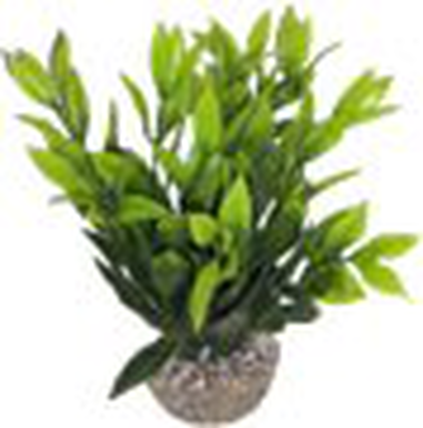 Labeo - Dracaena coloré - Plante Artificielle Aquarium