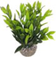 Labeo - Dracaena coloré - Plante Artificielle Aquarium Indicateur image numéro 1