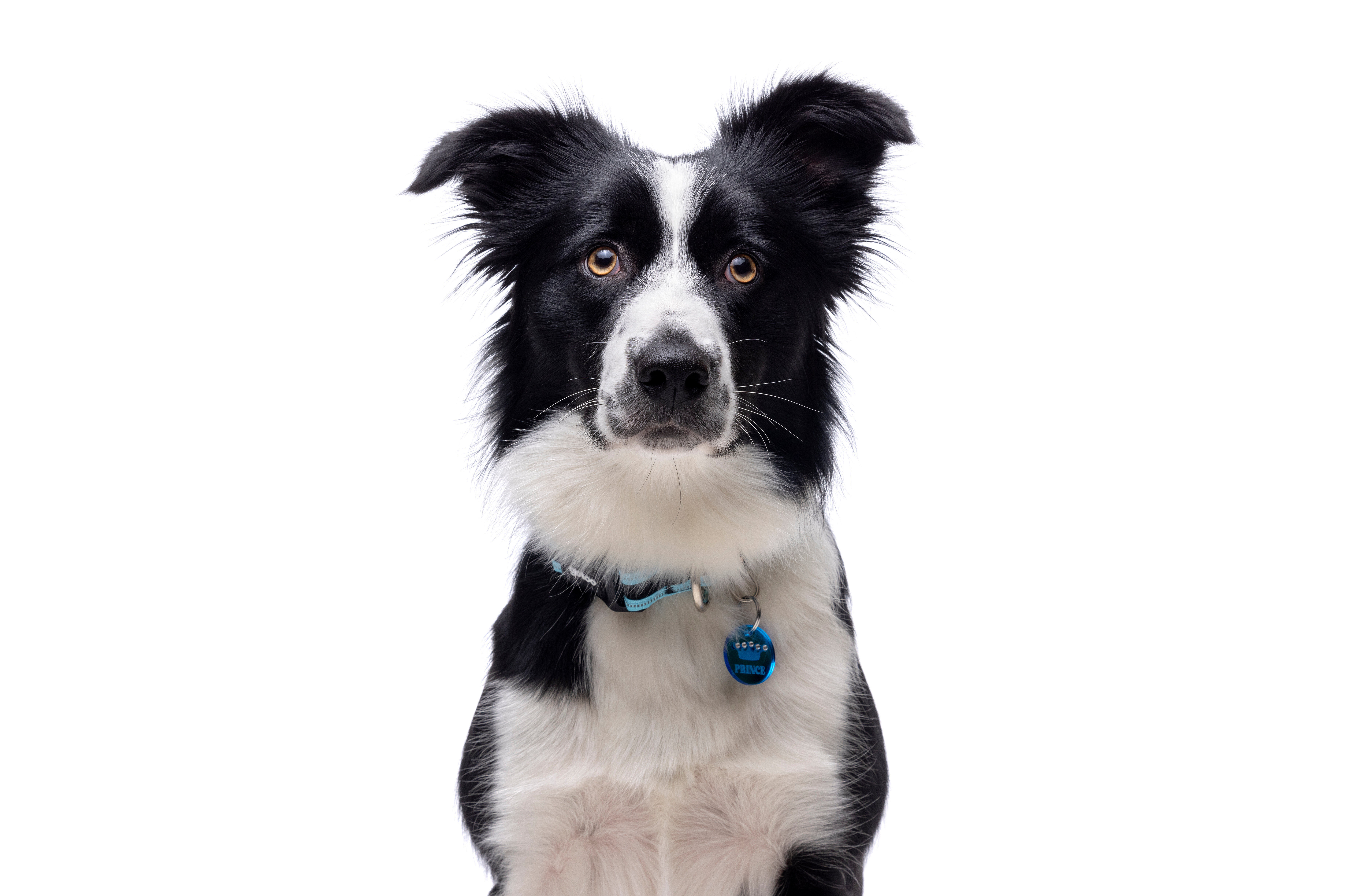 Gotoo - Collier Mesh Turquoise pour Chien - S Image num&eacute;ro 3