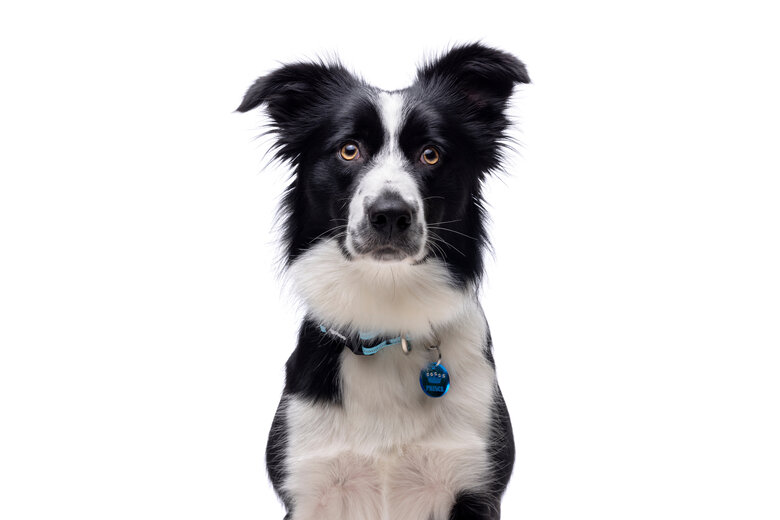 Gotoo - Collier Mesh Turquoise pour Chien - S Image numéro 3 Gotoo - Collier Mesh Turquoise pour Chien - S Image numéro 3