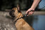 Goleygo - Laisse Plate Réglable Noir pour Chien - S Indicateur image numéro 5