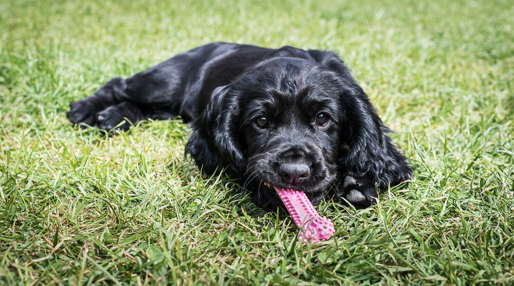 Nylabone - Jouet &agrave; M&acirc;cher Puppy Dental Bone XS - Rose Image num&eacute;ro 6