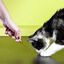 Mister Gadget - Jouet Porte Clés Lampe Torche Laser pour Chats - 14cm Indicateur image numéro 3