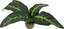 Labeo - Plante Verte Décorative pour Terrarium - PM Indicateur image numéro 2
