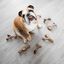 Benebone - Jouet Os A Macher Wishbone Bacon - S Indicateur image numéro 6