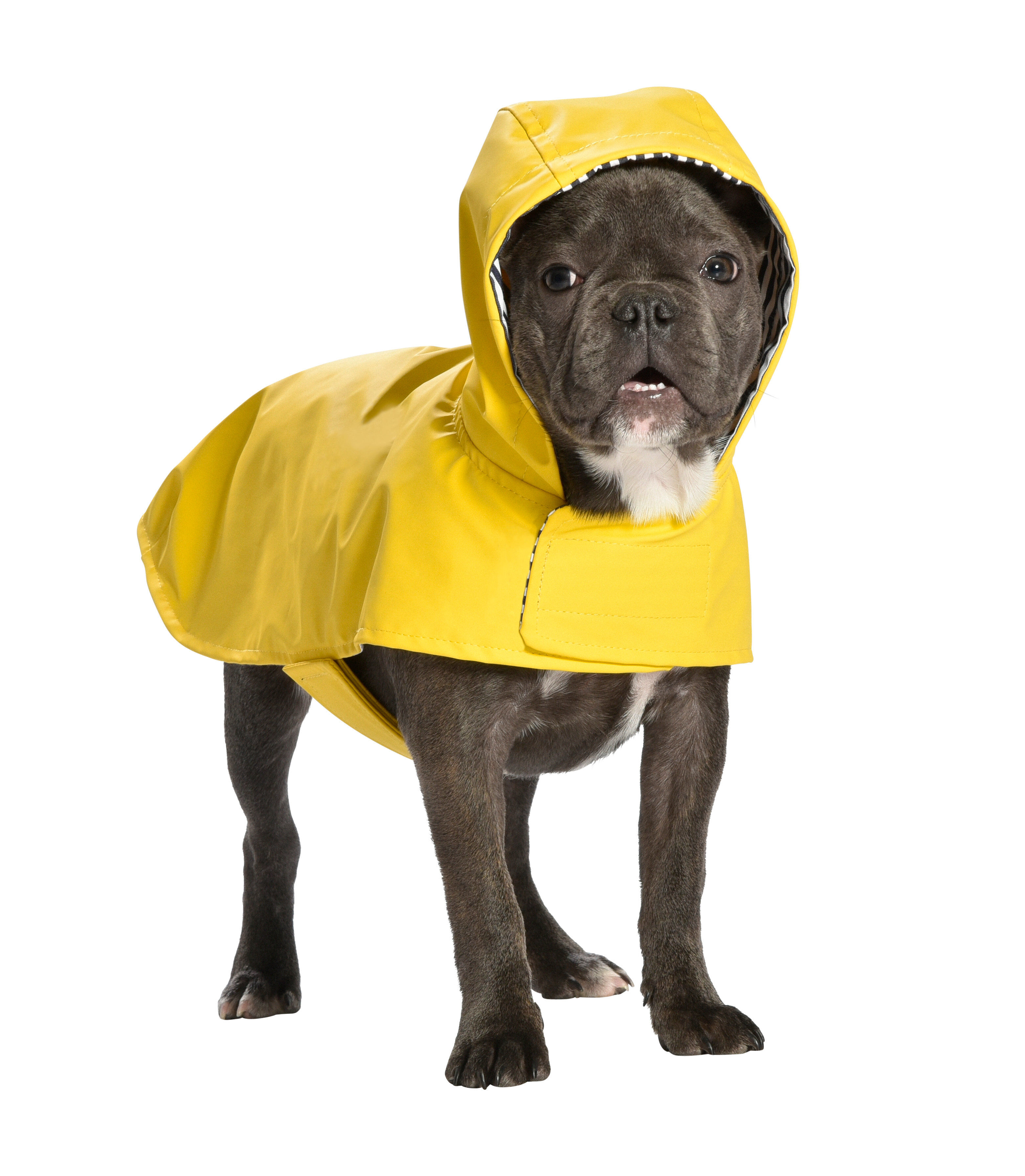 Bobby - Manteau Leo Jaune - 32 S Image num&eacute;ro 2