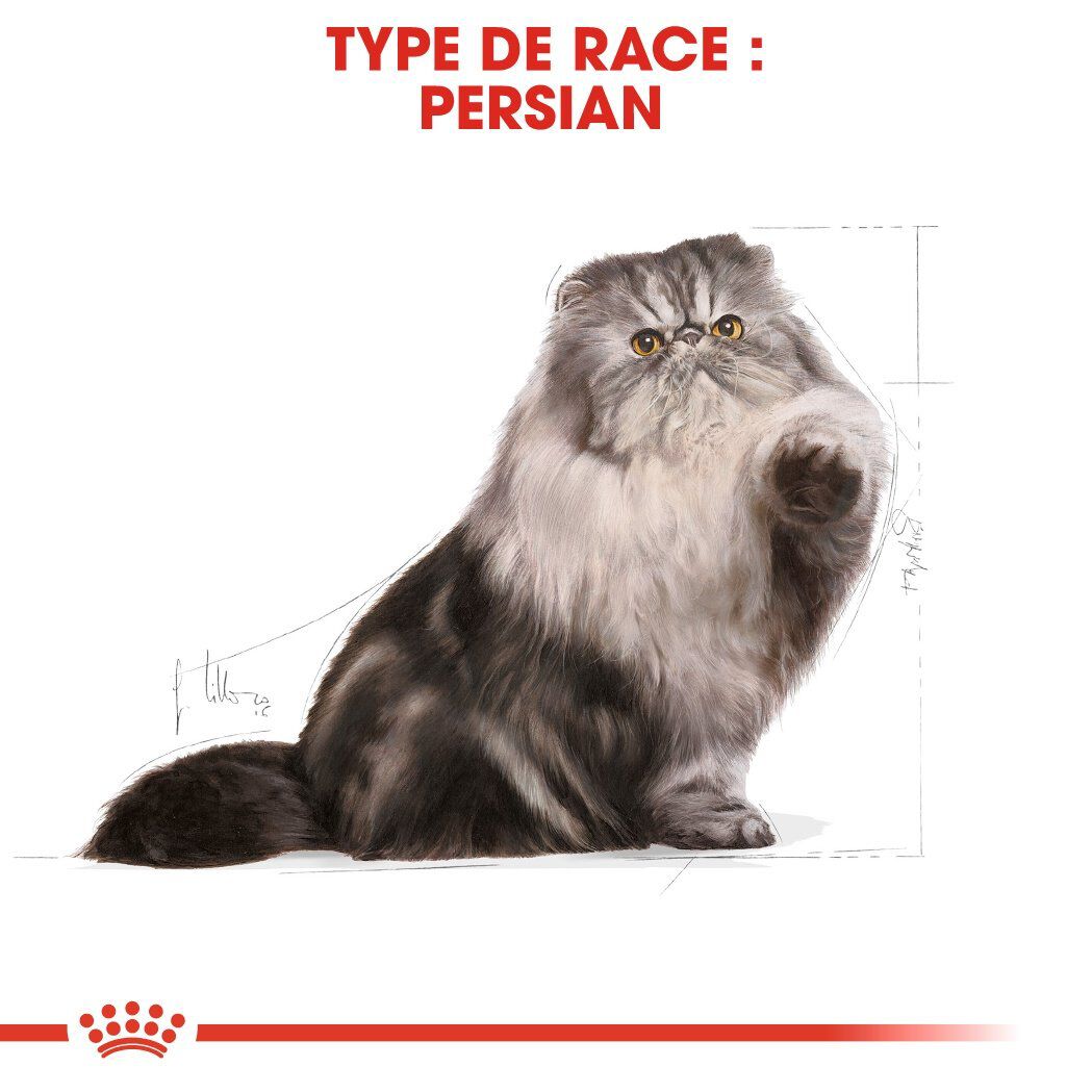 Royal Canin - Croquettes Persian pour Chat Adulte &agrave; partir de 12 Mois - 2Kg Image num&eacute;ro 3
