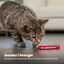 Outward Hound - Jouet Dynamite Green Magic pour Chats - Rouge Indicateur image numéro 6