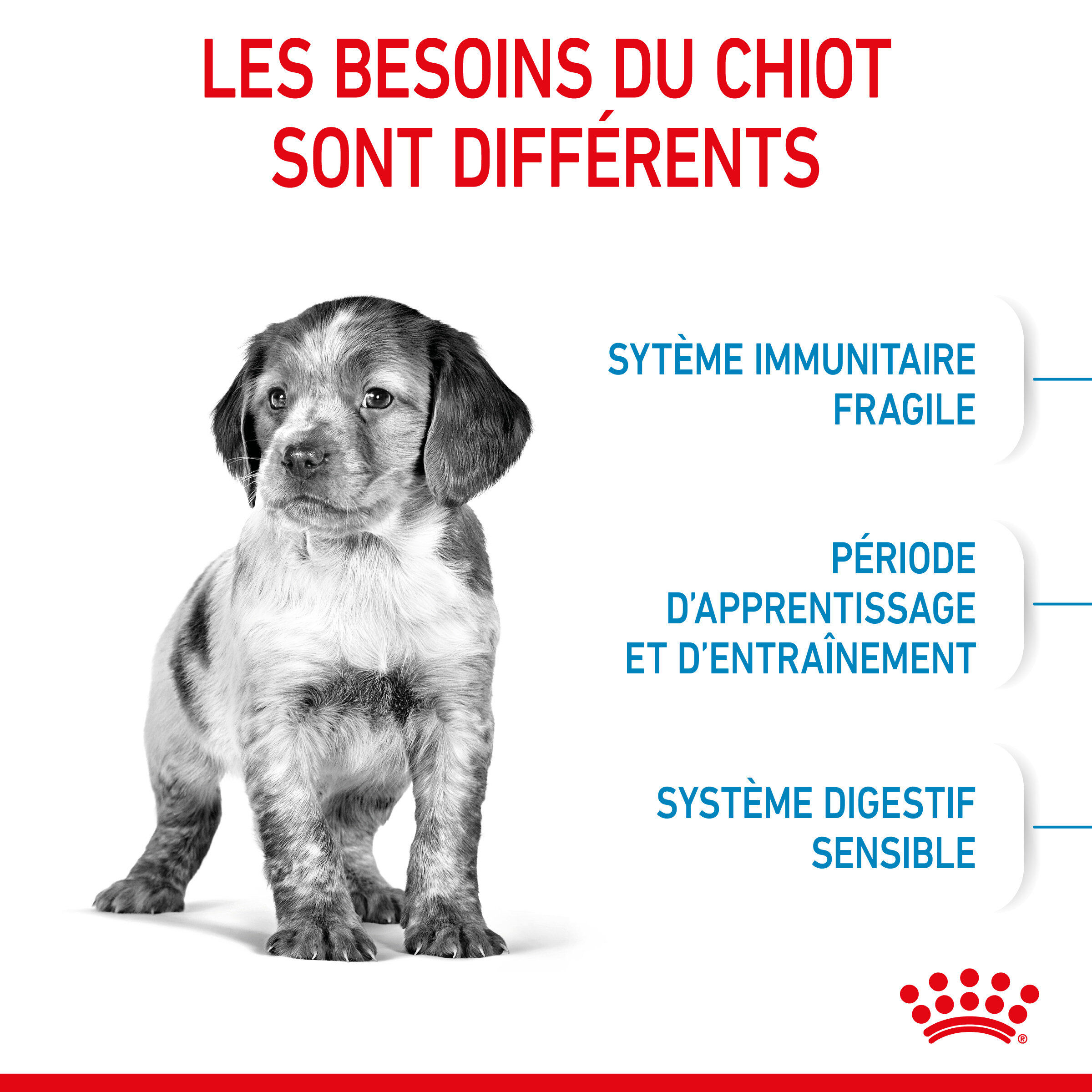 Royal Canin - Croquettes Medium Puppy pour Chiot - 4Kg Image num&eacute;ro 3