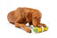 PetSafe - Jouet Epi Maïs Cravin Corncob pour Chiens - M/L Indicateur image numéro 3