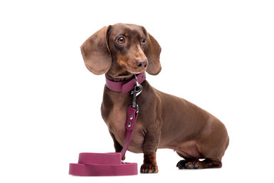 Gotoo - Collier Premium Biotane Bordeaux pour Chien
