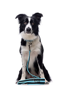 Gotoo - Collier Mesh Turquoise pour Chien